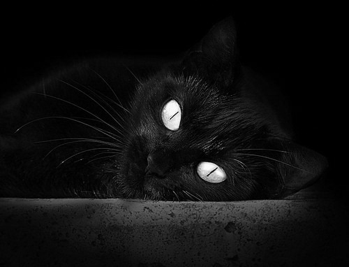 东方新王登基！深圳绝杀鹈鹕背后，布伦森正书写亚洲篮球新篇章