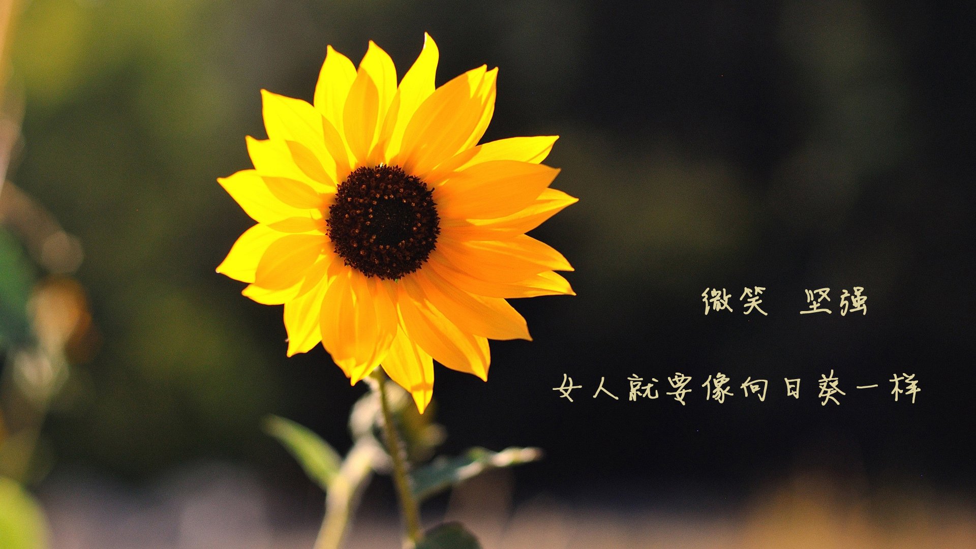 亚洲之光闪耀欧洲之巅！孙兴慜一剑封喉，德国战车惊险碾过尼斯